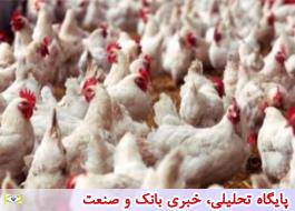خرید ارزان مرغ سایز در کشتارگاه ها؛ با طرح کاهش سن وزن کشتار مغایرت دارد